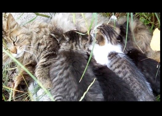 猫ママの崖っぷち授乳大百科