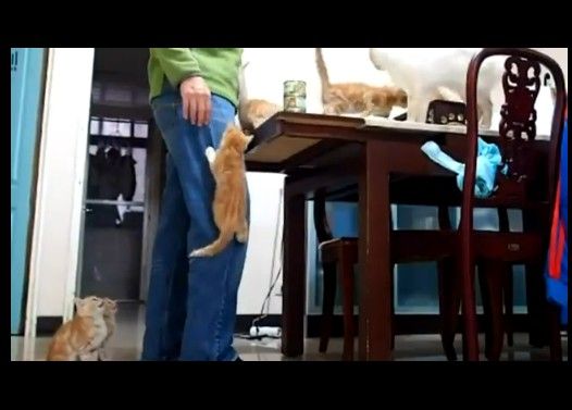 ご飯タイムに足を登る子猫がかわゆい