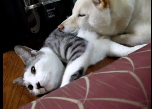 ���ꤲ�ʤ��ͥ���������������