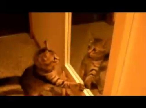 ����Ω����������Τη�ɡ֡��פʤͤ�