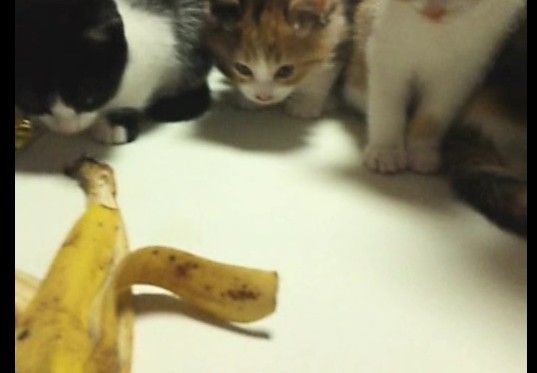 ���󤫤��󤫤����ǭ