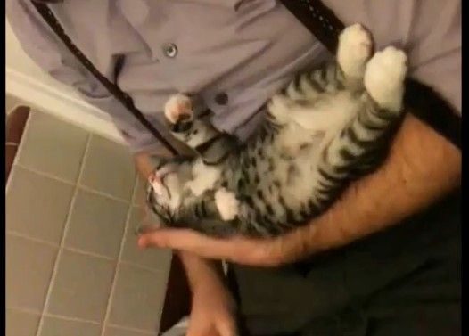 おもちゃにされてしまう猫www