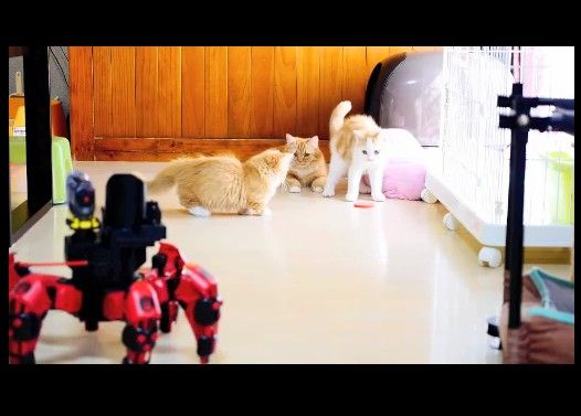 【マンチカン3兄妹】マンチカン親子VS六足歩行ロボット