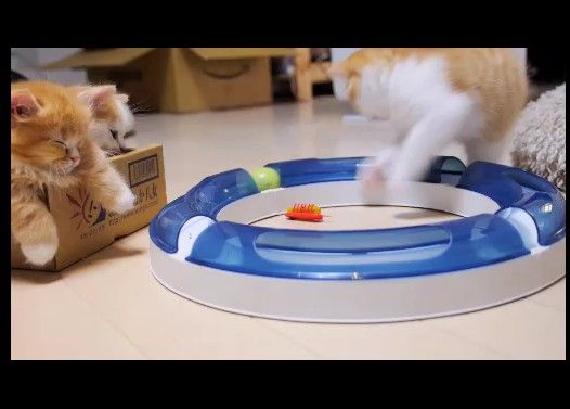 子猫のキャッチボール