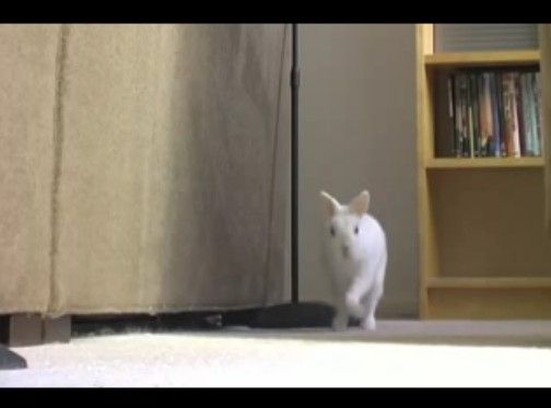 「歩いてやんよ!」二足歩行するウサ