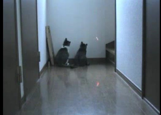 首振り猫