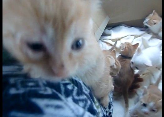 生後1ヶ月の子猫達が腕を登ってきた