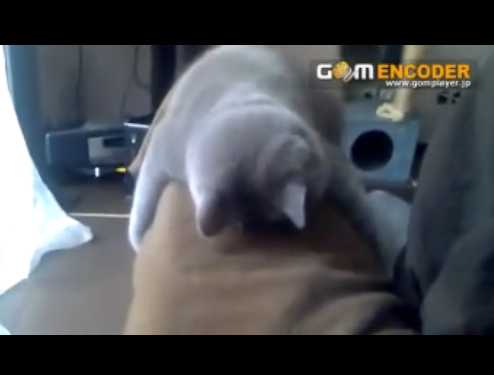 �Хå���ȹԤ��ݤ�Ƥ���ǭ