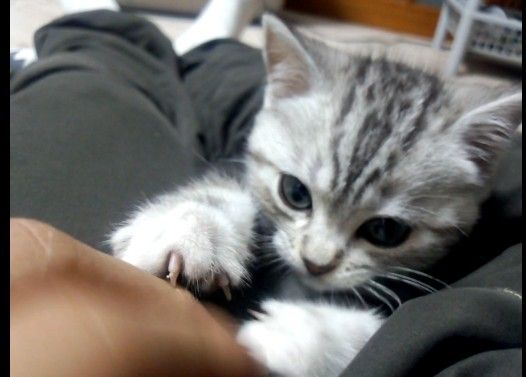 遊んでて突然気絶する子猫