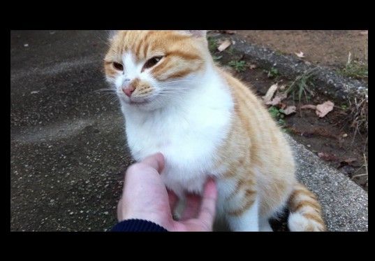 初対面なのに膝の上に乗ってくる人懐っこい猫