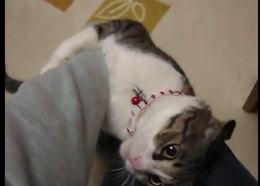 �꤬�ˤ��ʤ�ǭ�Ȥ�ͷ����