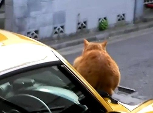 猫を一瞬で追い払う方法