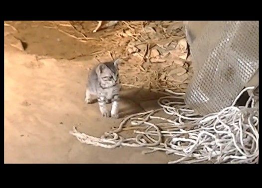 おっかなびっくりな子猫