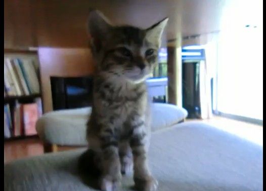 寝起きの子猫がにゃーと鳴