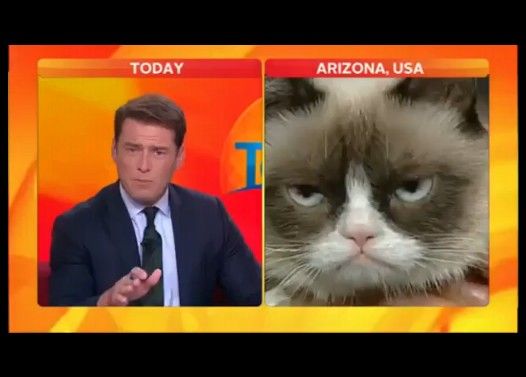 եƥͥ VS 㥹 Grumpy Cat VS Karl Stefanovic
