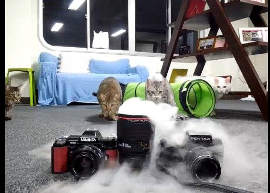 突然の『ドライアイス投入』に腰を抜かす猫たち