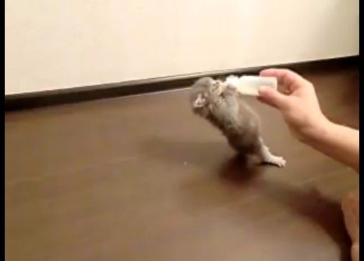 ɬ���Ӯ���Ӥˤ������դ���ǭ