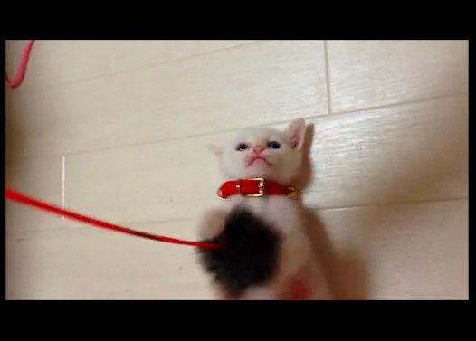 おもちゃにしか見えない猫