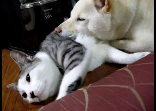 ���ꤲ�ʤ��ͥ���������������