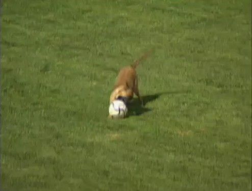 サッカーの試合に乱入しちゃった警備の犬の見事なキープ力