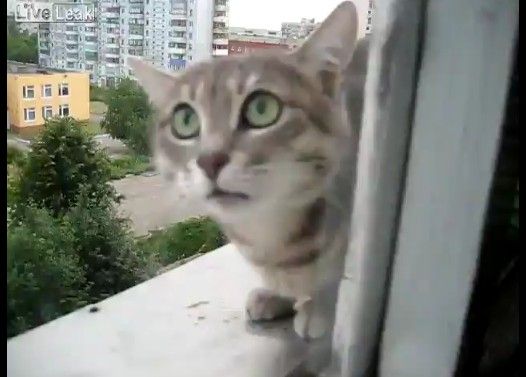 ɬ����ǭ�ѥ�����륬�饹����줿����