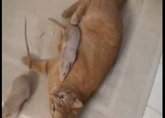 【珍】ネズミになつかれまくる猫