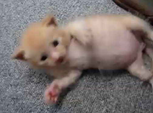 後ろ足で耳の裏を掻けなくてコロコロ転がる子猫