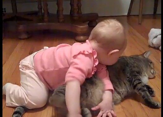 赤ちゃんとじゃれあうデブ猫がかわいすぎる!!