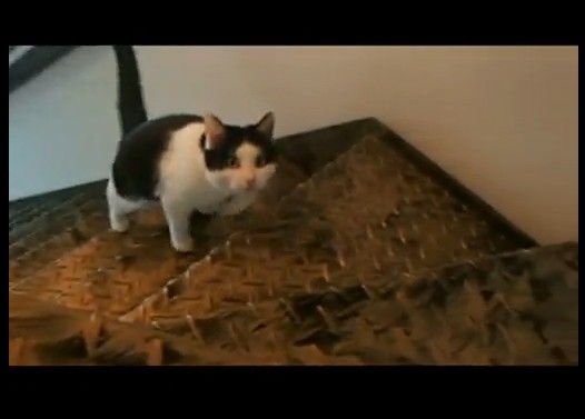 文句を言いながら階段をあがる猫