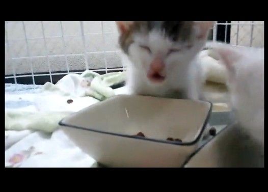 変な顔をして食べる子猫 生後4週