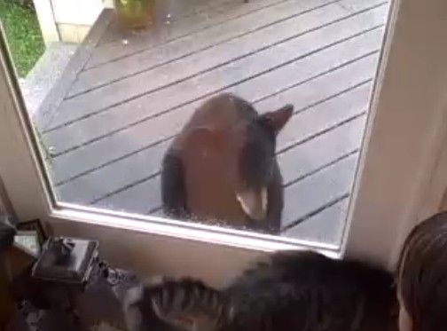 小熊
