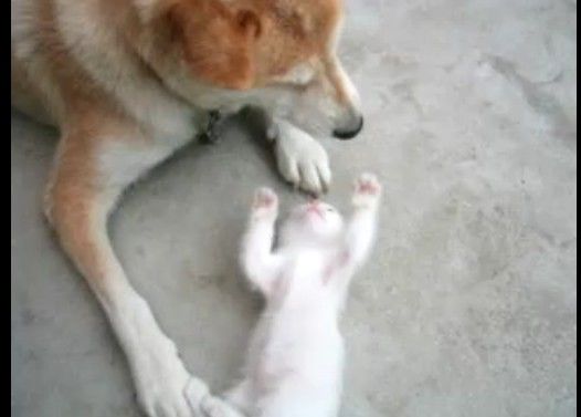 犬のアゴを執拗に狙うかまってちゃん仔猫