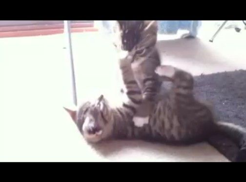 取っくみ合いの最中に死んだふりをする子猫