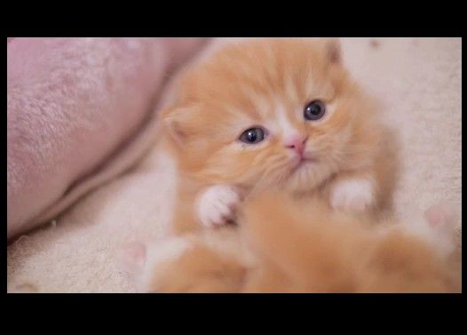 【マンチカン3兄妹】短足猫モコたんが開眼した日