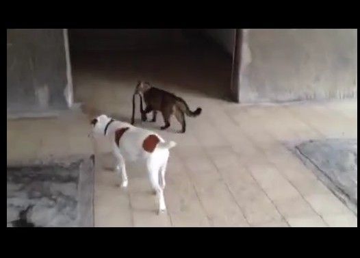 犬のリードを引いて家に連れて帰るネコ