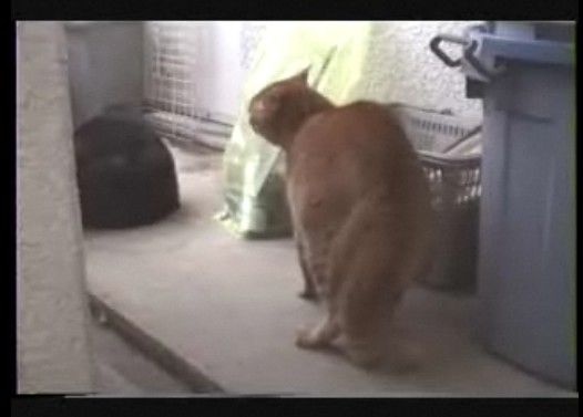 Police dog�������鲿��äƤ�����ʸ�