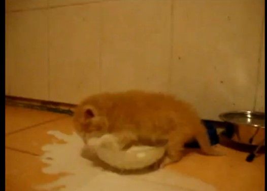 【かわいい】ミルクの飲み方がわからない子猫