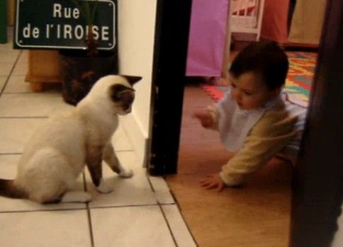 赤ちゃんに猫だましする猫