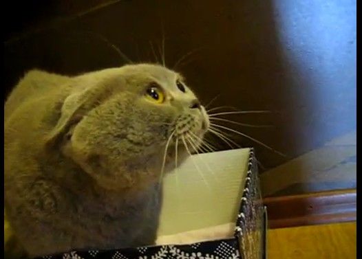 猫語で何かを話している猫