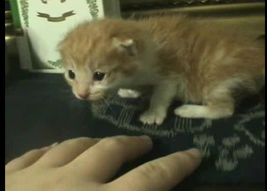 お庭で鳴いていた子猫