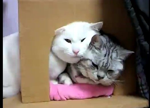 �ɤ����Ƥ���˿������ä�ǭ