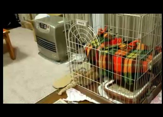 猫がゲージから脱走する様子