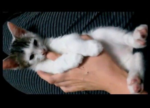 子猫が指しゃぶりして離れない