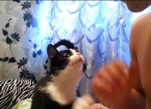 撫で回して欲しい猫