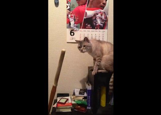 竹刀が舐めたくて仕方ない猫