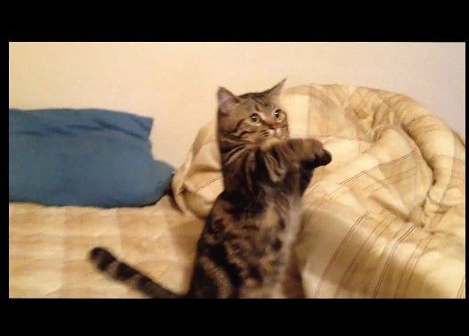 気持ち悪い動きの猫