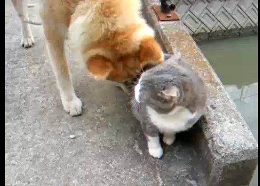 犬にケツ♂を嗅ぎまわされてニャアッー!と鳴くデブ猫