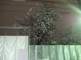 IMG_1974