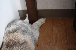 6dc06204.jpg