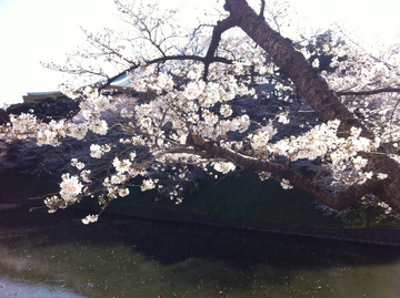 2013-03-24 11:17:51 写真1